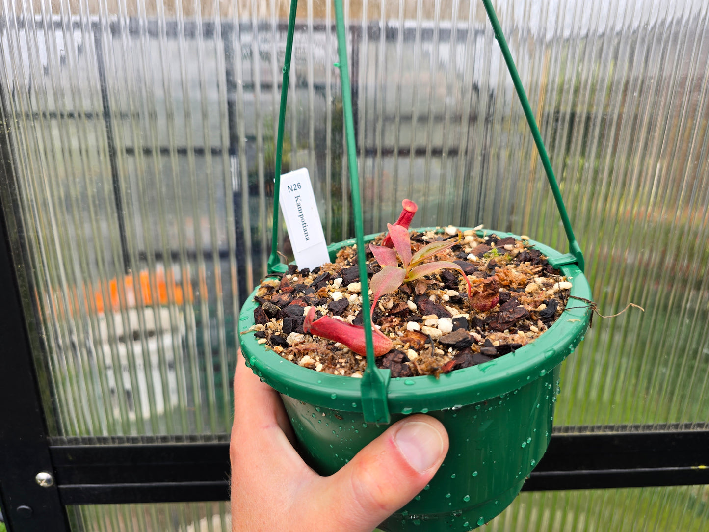 Nepenthes kampotiana - Lowland Tropical Pitcher Plant