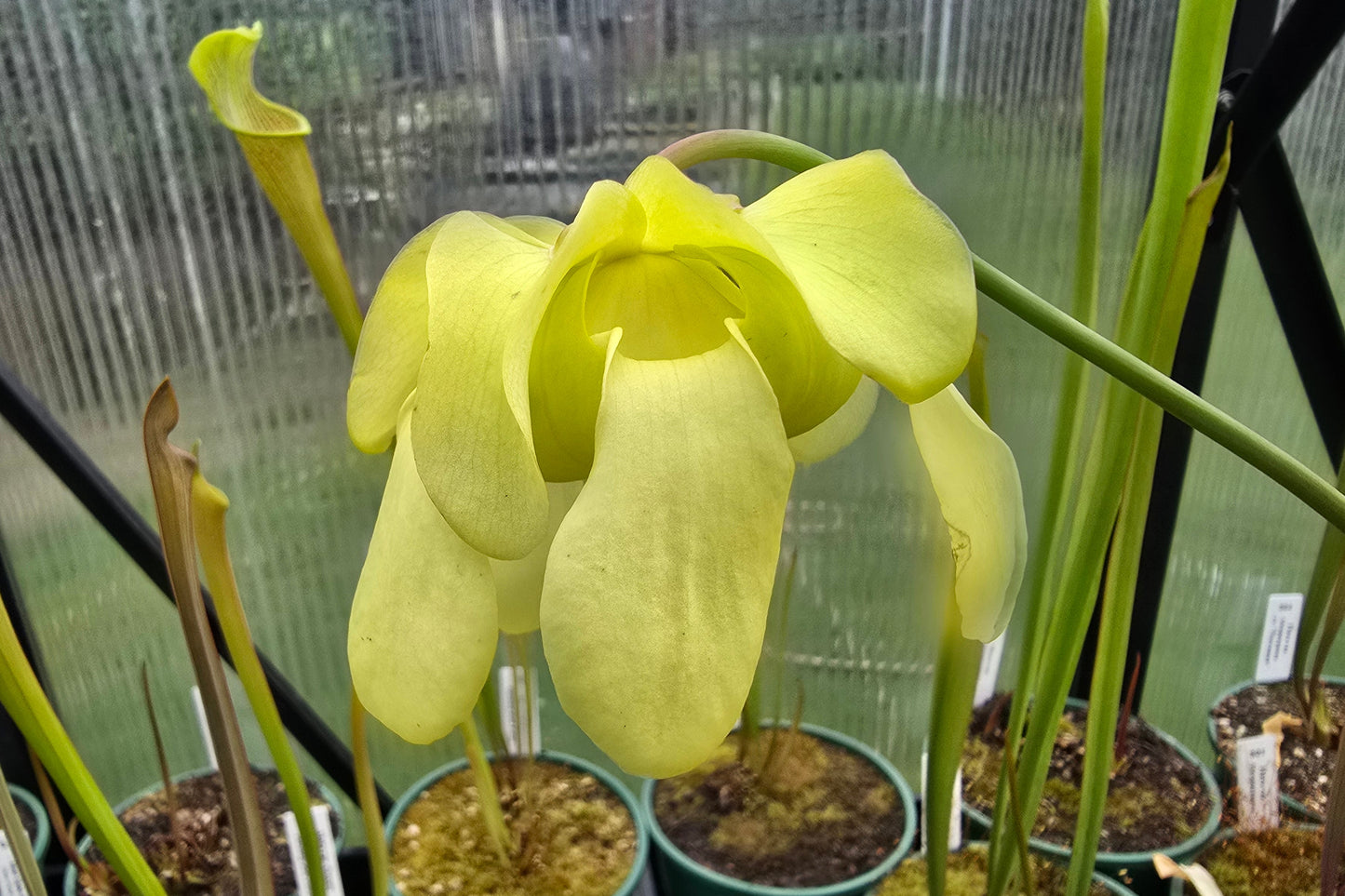 Sarracenia alata var. rubrioperculata - American Pitcher Plant