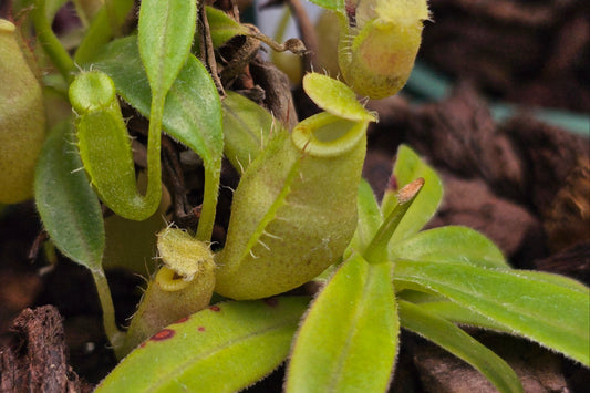 Nepenthes 'Tiny Tim' - Intermediate Tropical Pitcher Plant