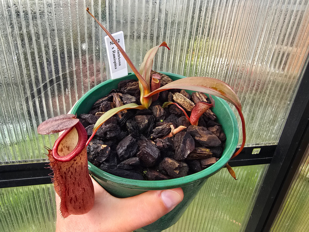 Nepenthes ventricosa x ramispina - Highland Tropical Pitcher Plant