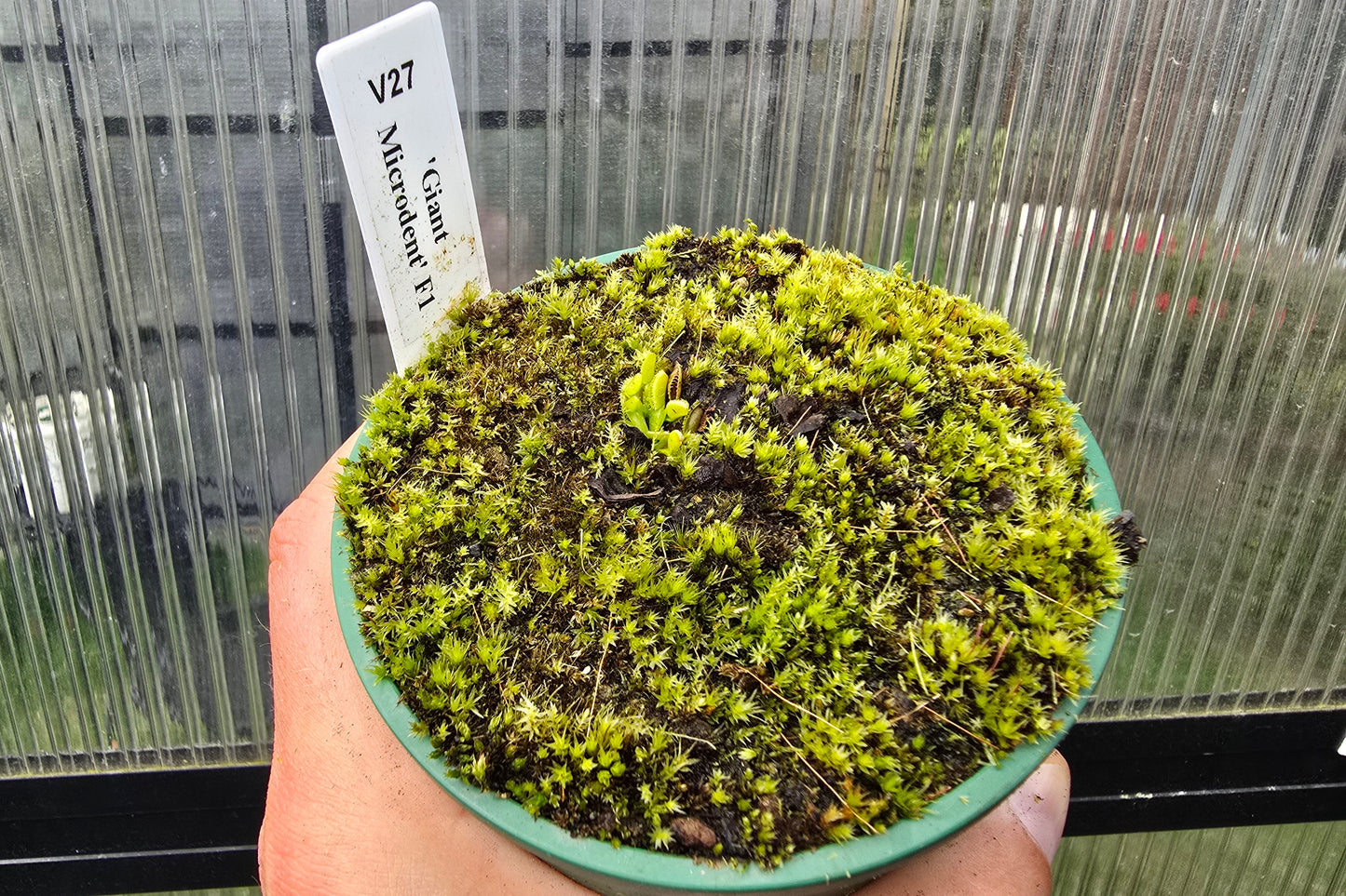 Dionaea muscipula 'Giant Microdent' F1 - Venus Fly Trap