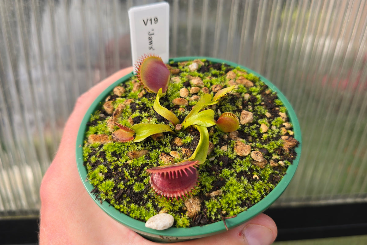 Dionaea muscipula 'Jaws' - Venus Fly Trap