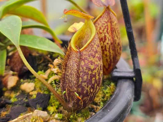 Nepenthes gymnamphora - BE-3908 - Intermediate Tropical Pitcher Plant