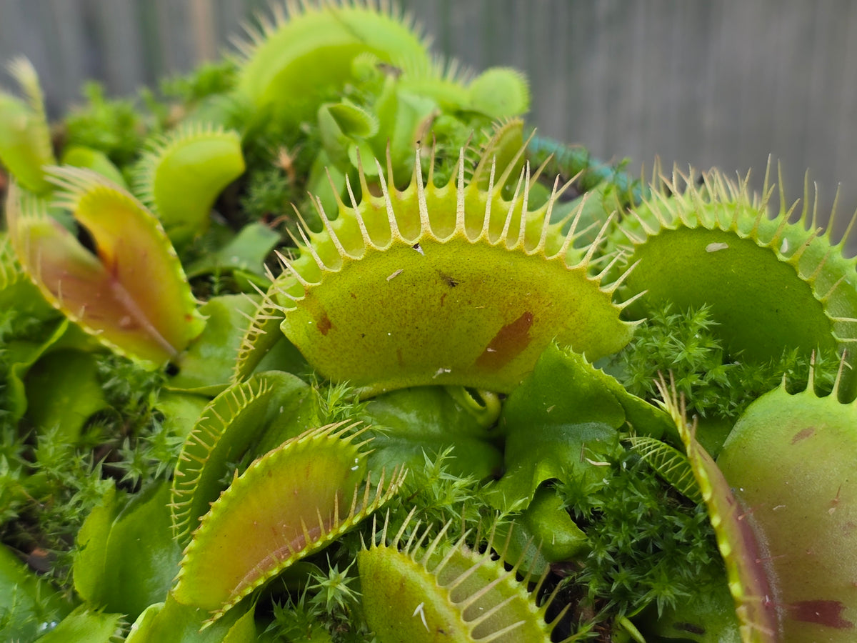 Dionaea muscipula 'Patches' - Venus Fly Trap