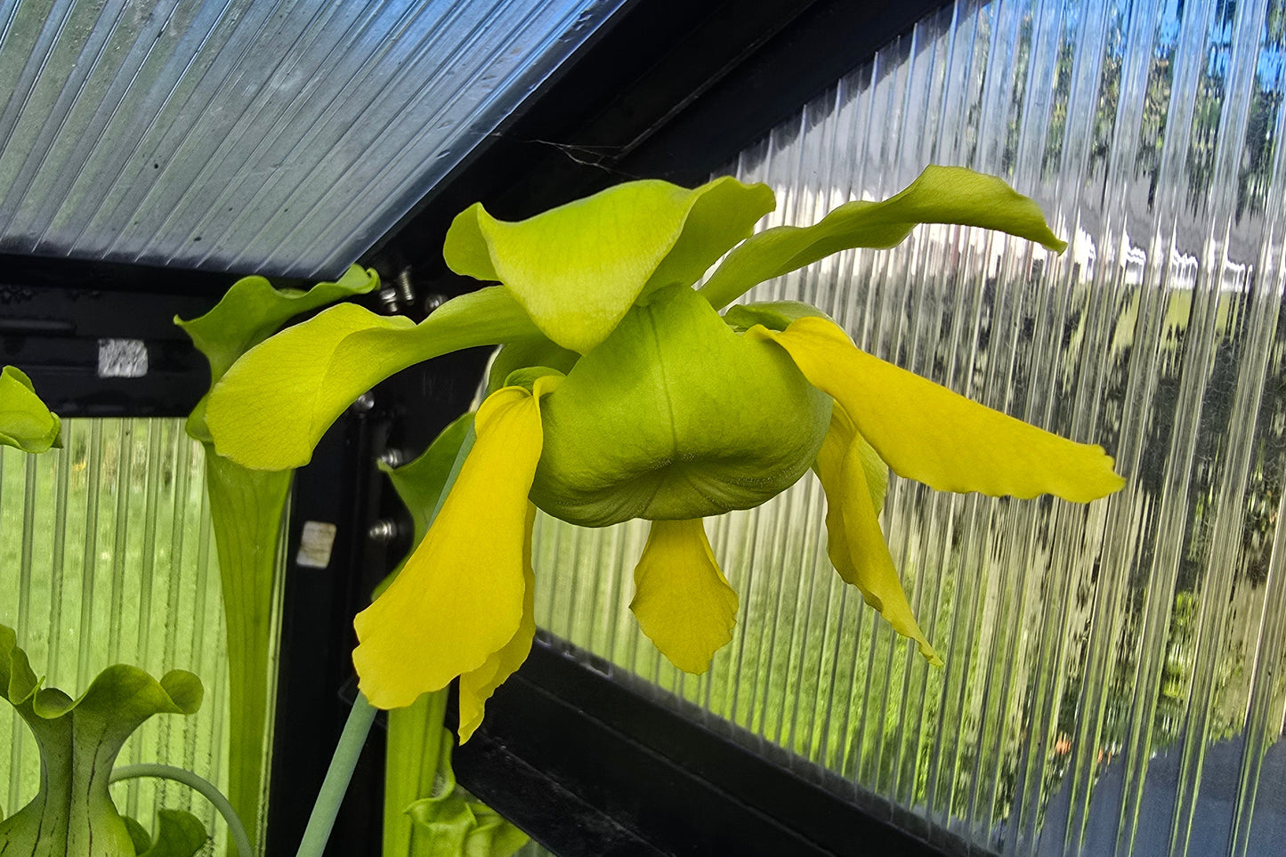 Sarracenia oreophila var. oreophila - 'Giant Form, Red Under Lid In Autumn' - Green Pitcher Plant