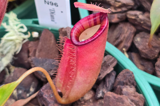 Nepenthes 'Diana' - Intermediate Tropical Pitcher Plant
