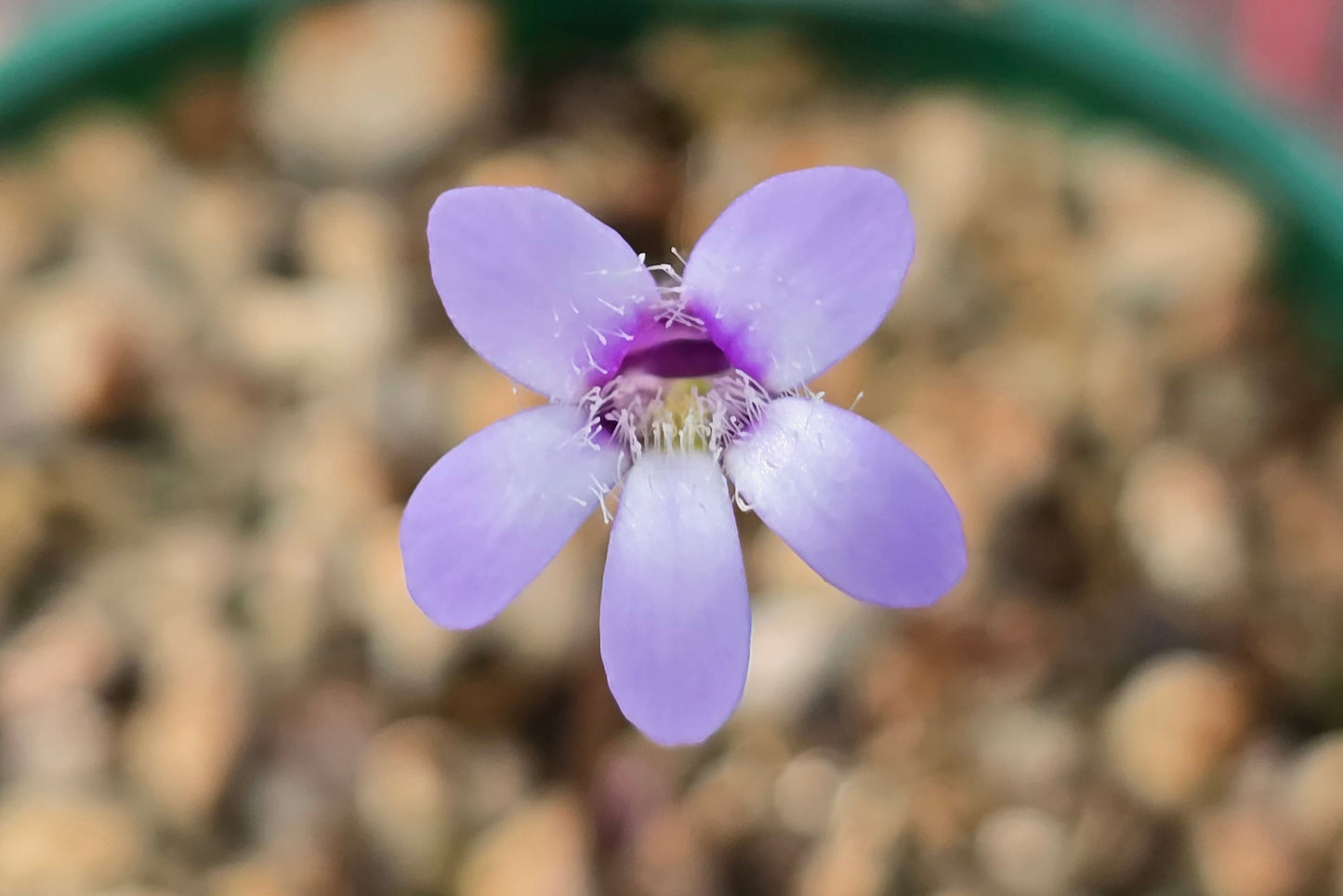 Pinguicula parvifolia - Mexican Butterwort