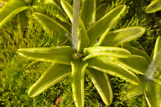 Pinguicula caerulea (Wakulla County, Florida, USA) - Warm Temperate Blue Butterwort