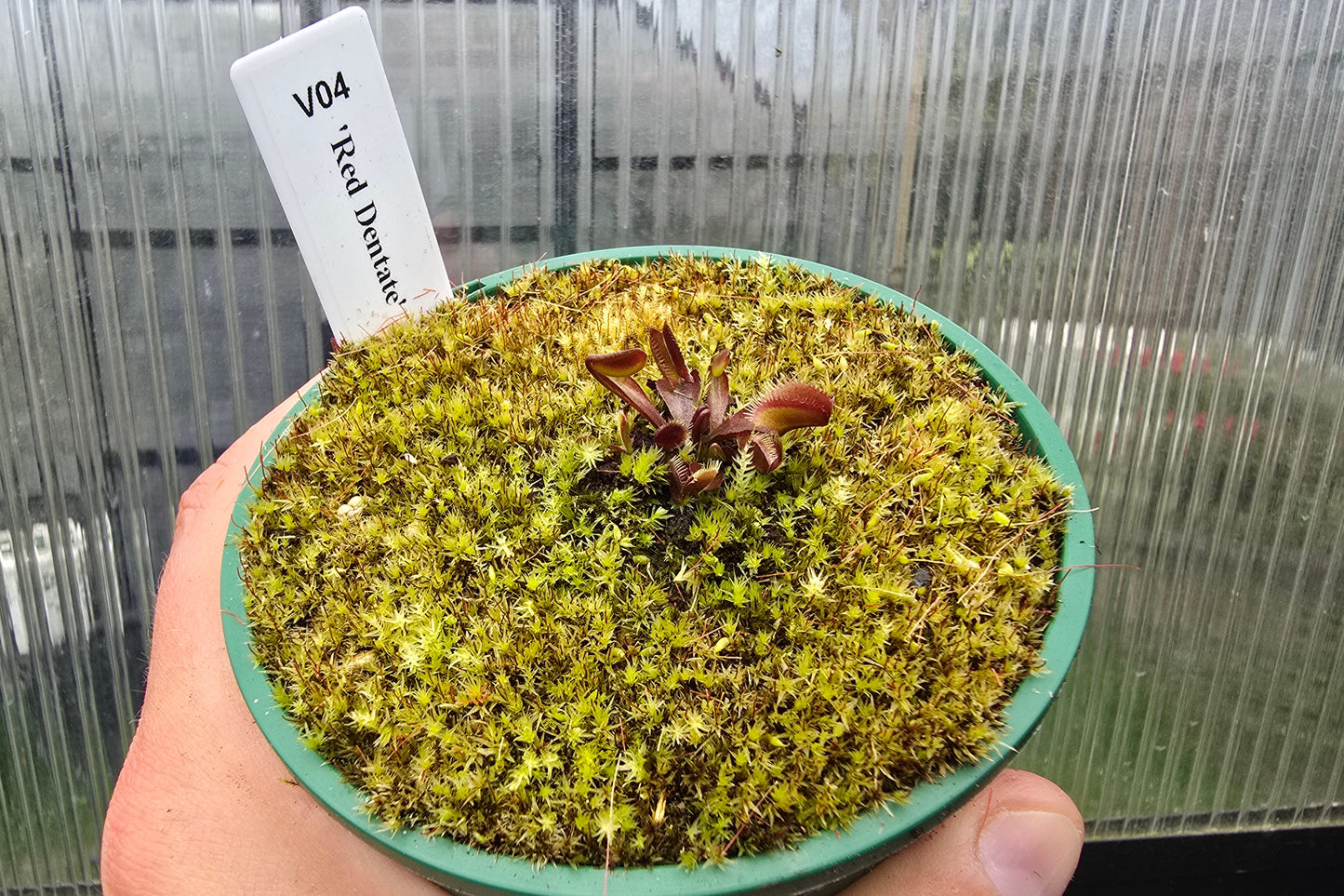 Dionaea muscipula 'Red Dentate' - Venus Fly Trap