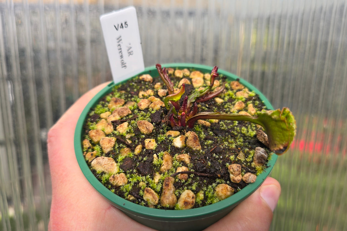 Dionaea muscipula 'AR Werewolf' - Venus Fly Trap