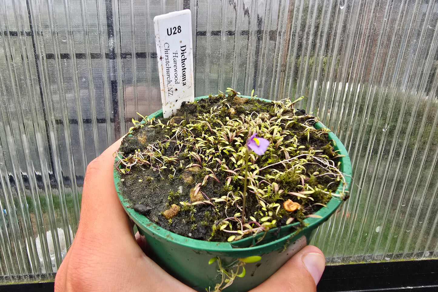 Utricularia dichotoma - S.I. West Coast Form (Harewood, Christchurch, NZ) - Terrestrial Fairy Aprons Bladderwort